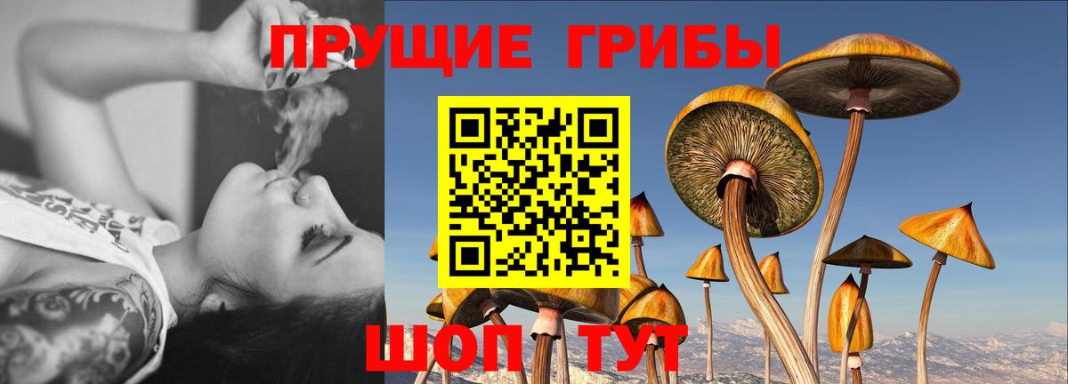 Псилоцибиновые грибы Cubensis Клинцы
